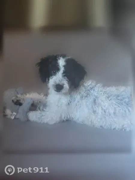 Found male dog, Webb Street, 2106, Indianapolis — white and black - photo