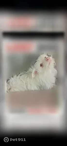 Lost Dog, Highland, California, Los Angeles — Female with White Fur and Pink Nose - photo
