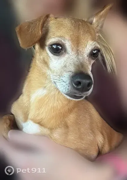 Lost dog, Willow Creek Road, 3144, Prescott — male tan Chihuahua, very timid and scared - photo