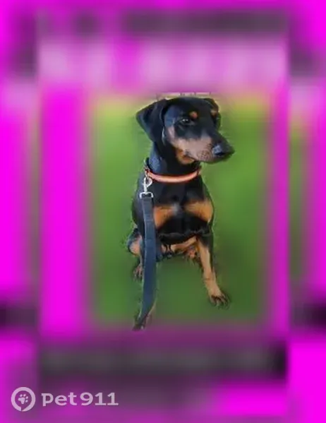 Lost dog, Forest Drive, 603, Fenton — male Doberman, black and tan - photo
