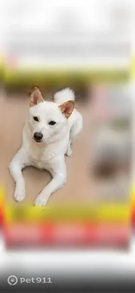 Lost dog, Jessup Road, 382, West Deptford, Thorofare — female Shiba Inu - photo