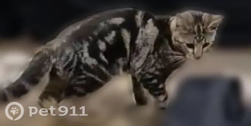 Lost cat, Hargrove Drive, 9450, Dallas — male with gray fur and black swirls - photo