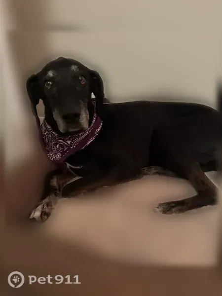 Lost dog, Quail Trail, Temple, Panama City — black Lab mix with gray eyebrows - photo
