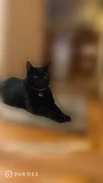 Lost male cat, Newbridge Road, 1424, North Bellmore, North Bellmore — friendly black cat - photo