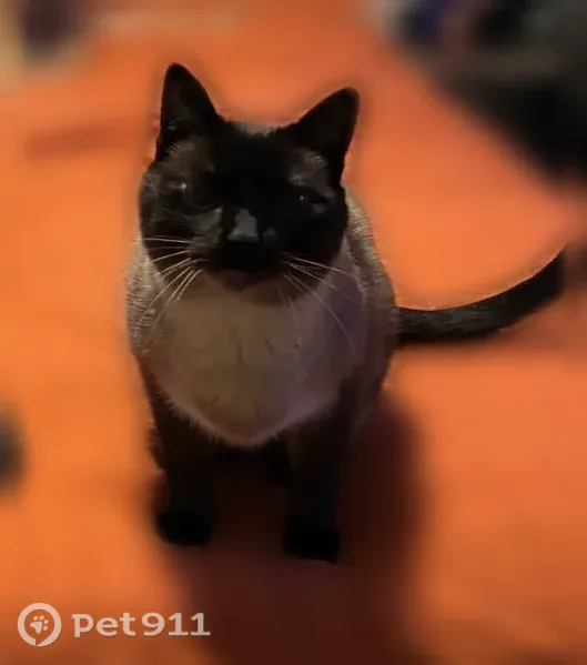 Lost cat, 164th Avenue Northeast, 2025, Ham Lake, Minneapolis — petite Siamese - photo