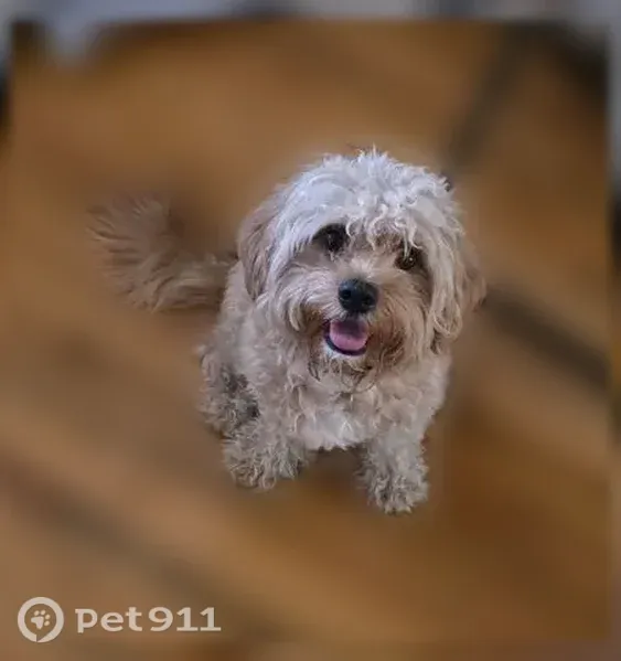 Found dog, Avenue I & Flatbush Ave, Brooklyn, NY 11210, Manhattan — walking alone without a leash or tags - photo