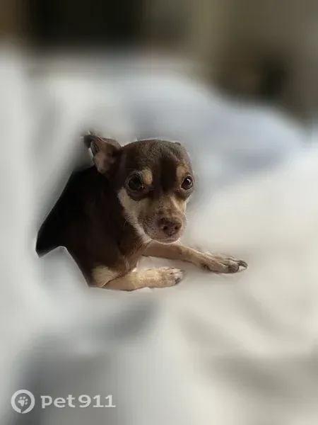 Lost dog, Greenwood Forest Drive, 12811, Houston, Houston — small Chihuahua mix with brown fur - photo