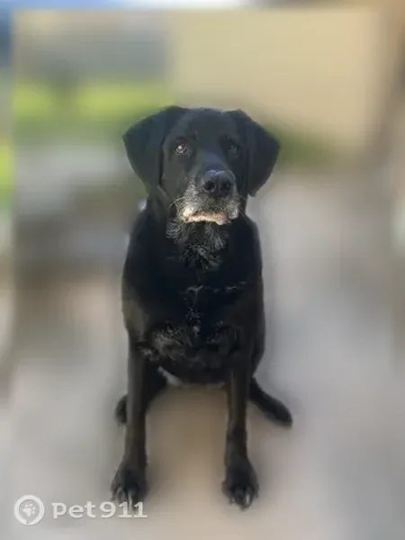 Lost Dog, Oakstream Drive, 1526, Houston — male with hip dysplasia - photo
