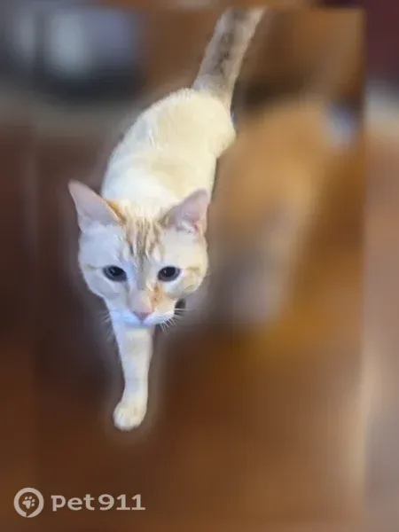 Lost male cat, Sachse Road, 5007, Sachse, Fort Worth — white coat, blue eyes - photo