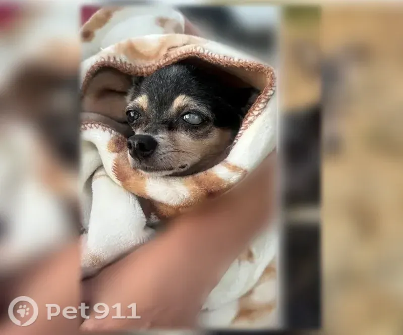 Lost female dog, Spinnaker Drive, Ventura — black and tan Chihuahua - photo