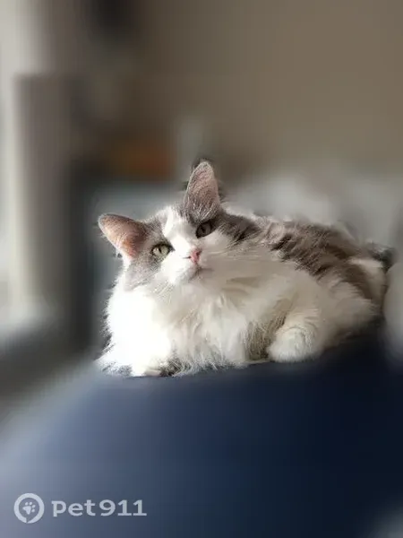 Lost female cat, Chandler Road, 1818, Statesboro — white and gray coat - photo