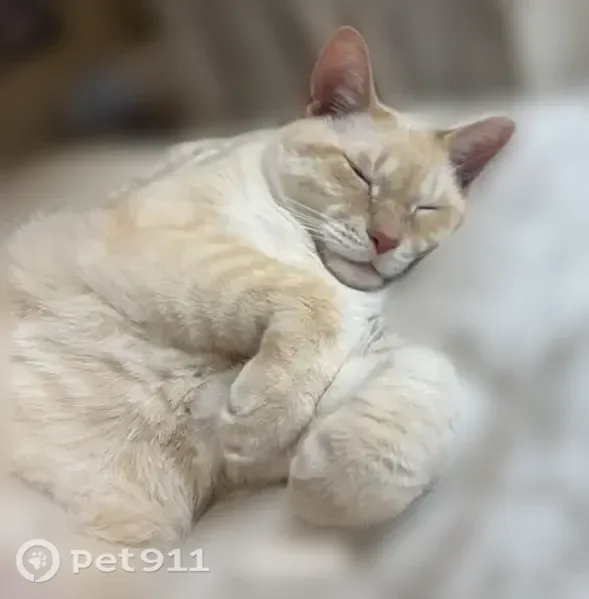 Lost male cat, West Elizabeth Street, 3002, Fort Collins — bright blue eyes - photo