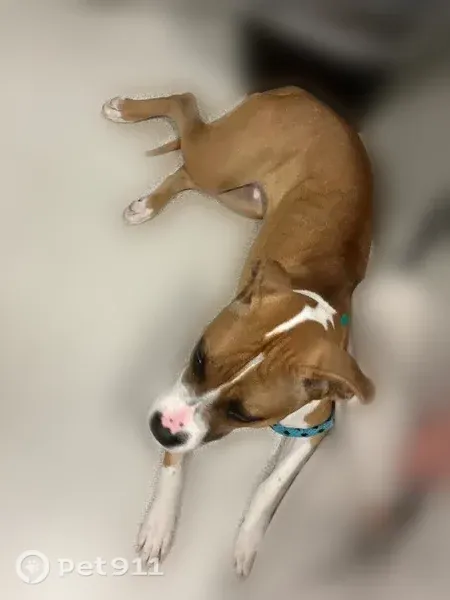 Lost dog, South Parker Road, Aurora — female Pitbull Boxer mix - photo