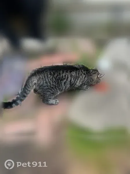 Found cat, Lafitte Avenue, 212, Lafayette — friendly dark gray tabby - photo