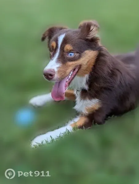 Lost dog, Virnankay Circle, 1848, Ann Arbor — female Australian Shepherd with a blue left eye - photo