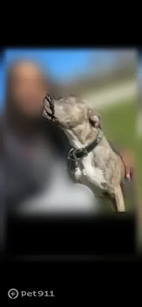 Lost dog, Forsythe Street, 925, Toledo — male, let out in the backyard - photo