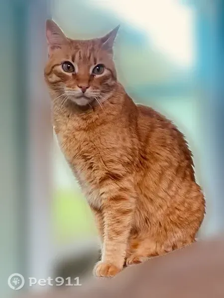 Lost male cat, Kamehameha Highway, Hauula, Hauula — eight-year-old orange tabby - photo