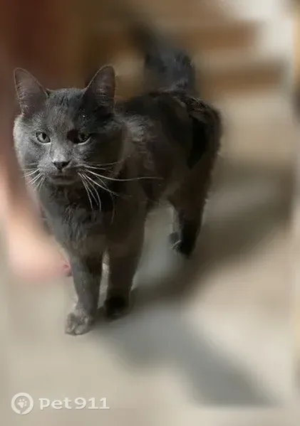 Found cat, Egg Lake Road North, 5773, Hugo, Hugo — poofy gray tail - photo