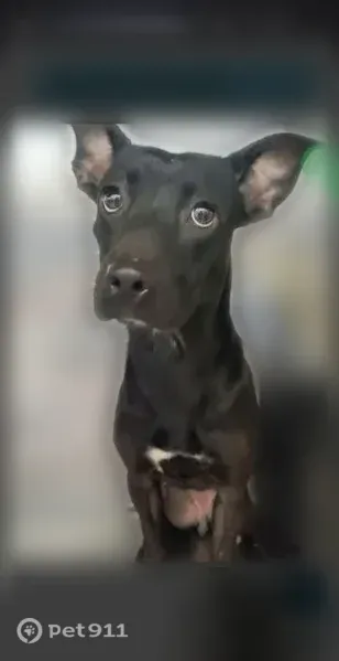 Lost dog, Eastcliff Drive, 705, Euless — female pit bull mix with a black harness - photo