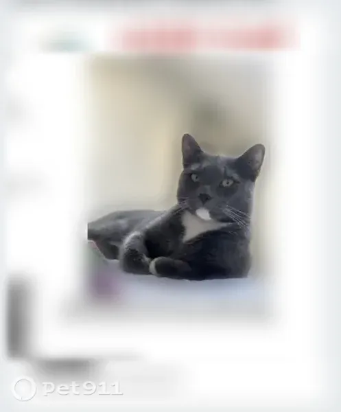 Lost cat, South Webster Street, 3, Haverhill — male with a white chest - photo