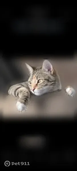 Lost female cat, Royal Avenue, 2595, Simi Valley — rhinestone collar and hot pink leash - photo