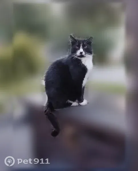 Lost cat, Gresham Lane, 178, Mooresville, Charlotte — friendly black-and-white male - photo