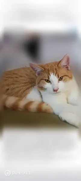 Lost Cat, Shiloh Church Road, 902, Delta — orange and white male - photo