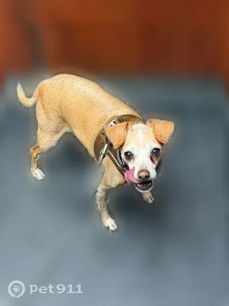 Lost dog, 3rd Avenue, 7124, Brooklyn — female, tan Chihuahua mix - photo