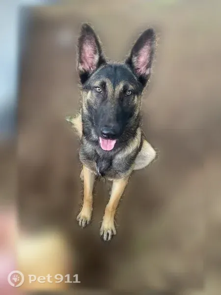 Lost male dog, 16th Street West, 2909, Bradenton — tan and black German shepherd Malinois mix - photo