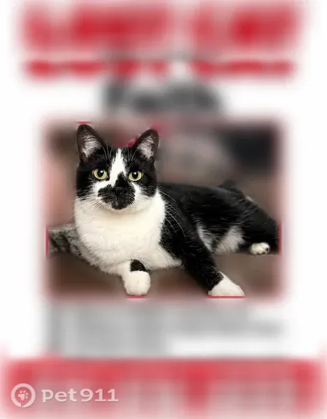 Lost cat, Weidman Road, 755, Town and Country — very small female indoor cat - photo