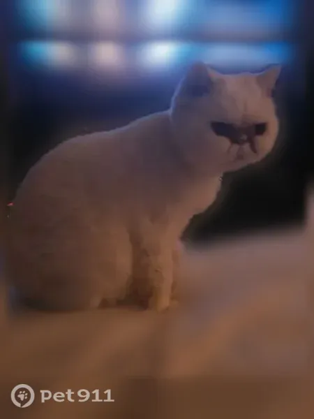 Lost Cat, El Paso, Texas, Tempe — female all-white Persian with a flat face - photo