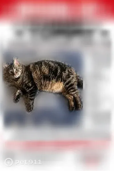Lost cat, Hodge Road, Lancaster — reflective breakaway collar - photo