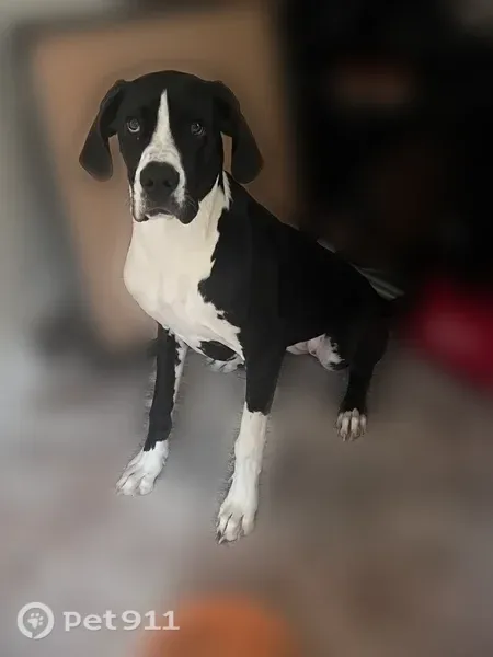 Lost female dog, Division Street, 8599, Bancroft — spooked at Vista Royale Campground - photo