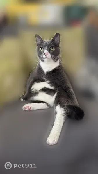 Lost male cat, West Drayton, 540, Ferndale — white paws and chest - photo