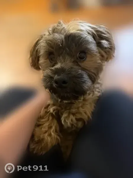 Lost dog, Stoll Street, 247, Wyandotte — sweet male who loves belly rubs - photo