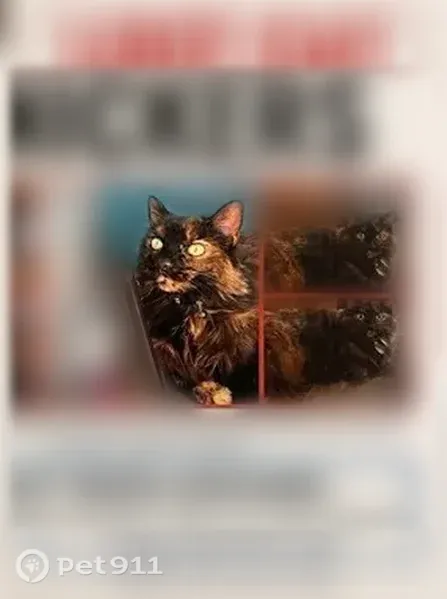 Lost cat, Murray Boulevard, 578, Murray, Tucson — female, fluffy, light blue collar - photo