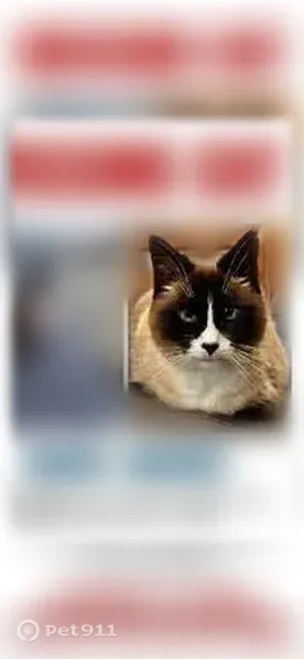 Lost cat, Northeast 26th Avenue, 11805, Vancouver — female Siamese with 2 notches in her left ear - photo