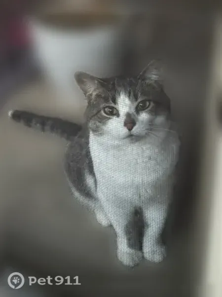 Lost cat, Cedar Cove Drive, 6880, Dayton — female, easily scared - photo