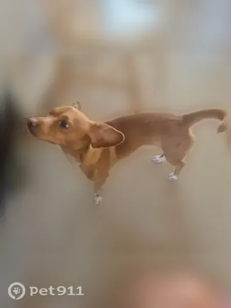 Lost dog, Mesa, Arizona, Phoenix — male, reddish-brown weenie dog - photo