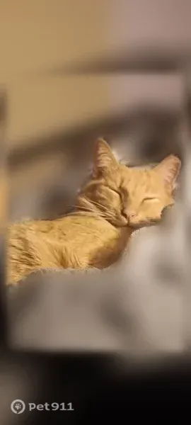 Lost male cat, Andaman Street, Sun Prairie, Schaumburg — light orange tabby with a clipped right ear - photo