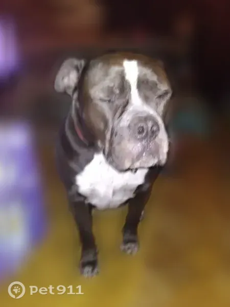 Lost dog, Councilman Road, Salyer — female American bulldog mix with red collar - photo