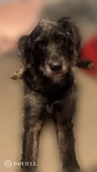 Lost dog, South Sunset Street, 405, Ponca City — large black female dog - photo
