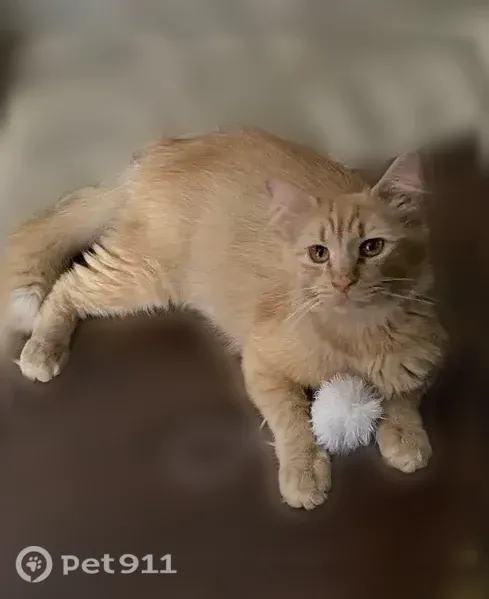 Lost cat, Laurelcrest Drive, 2668, Memphis, Bartlett — big orange indoor cat - photo