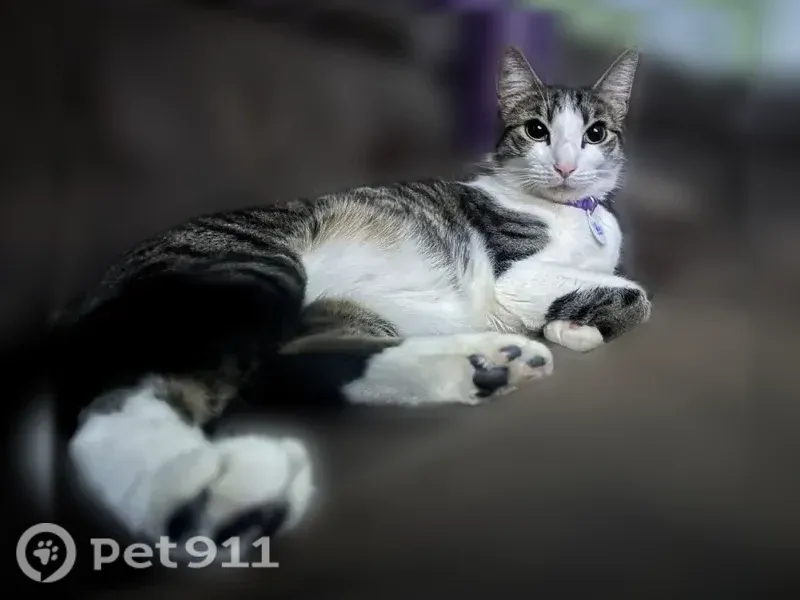 Lost cat, Cowden Street, 256, Central Falls, Arlington — male with a purple collar and chip - photo