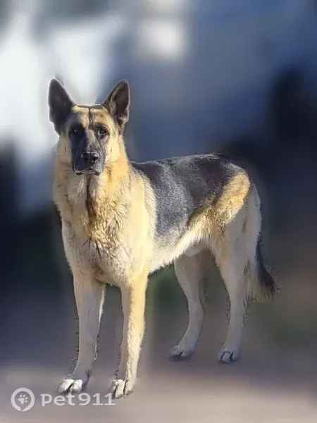 Missing dog Male, Tucson (usl548247) - photo