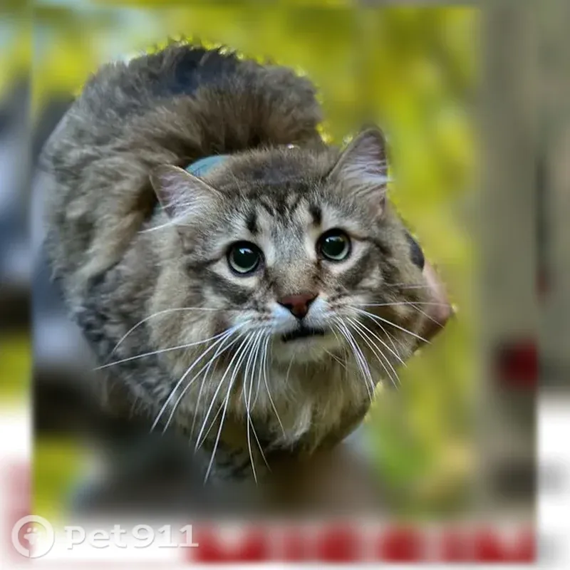 Lost cat, Main Street, 45, Hamden — large male with green eyes - photo