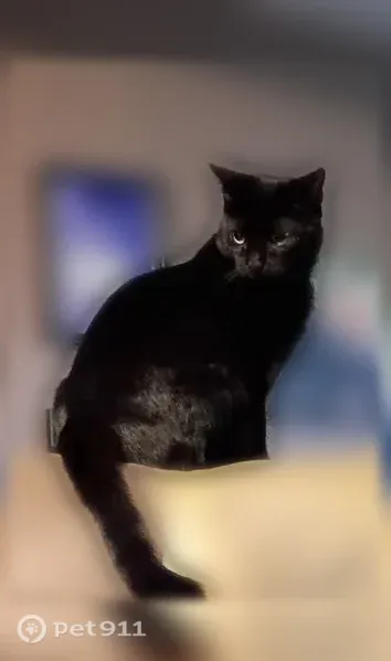Lost cat, Brooklyn, NY 11229, USA, Manhattan — male with yellow eyes - photo