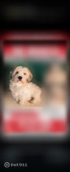 Lost Dog, West Calle del Sol, 10907, Phoenix — Male, White and Gold - photo