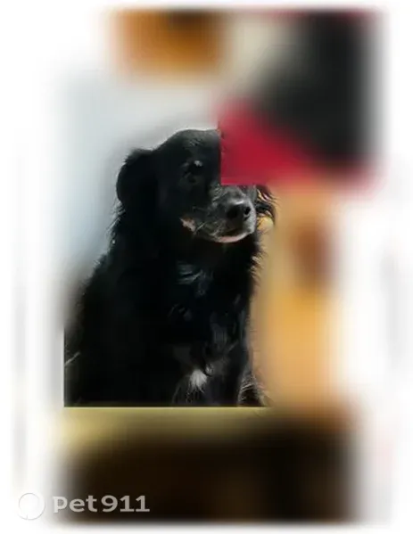 Lost dog, female, West Schuster Avenue, 300, El Paso — bowlegged with a whitening muzzle - photo