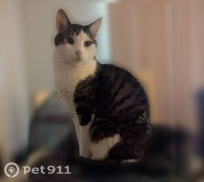 Lost cat, West 105th Place, 4737, Oak Lawn — male with a white front and face - photo
